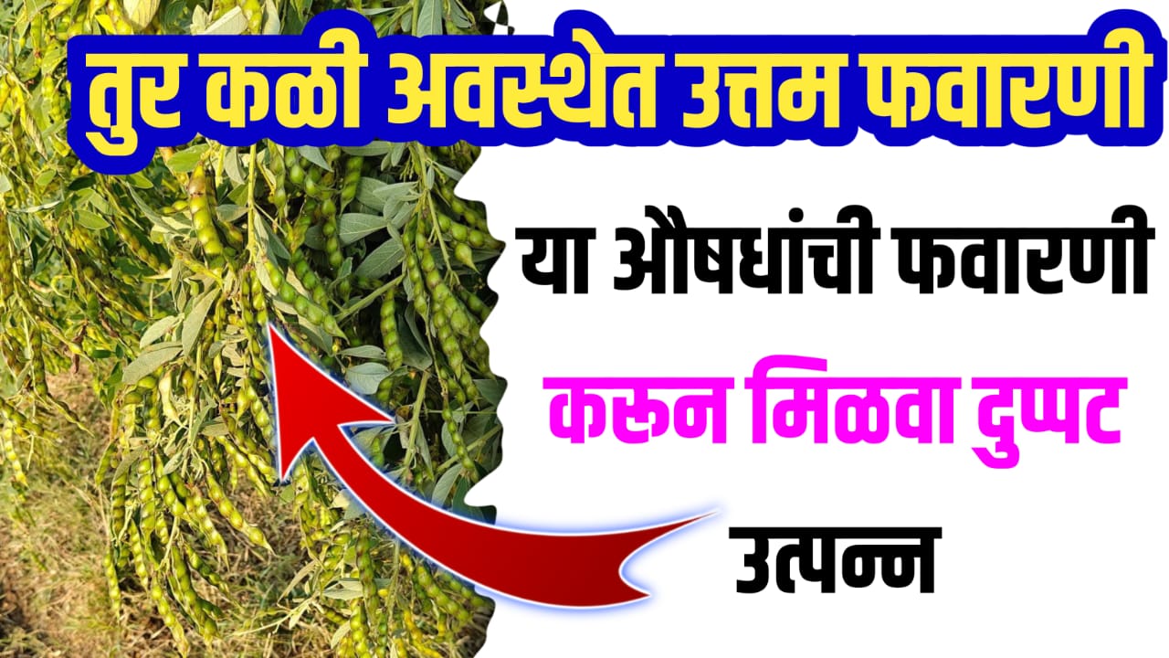 Pigeon pea pest control